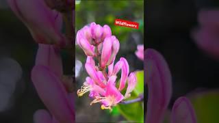 Honeysuckle super fragrant #honeysuckle #wildflowers