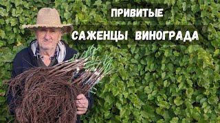 Привитые саженцы винограда