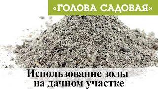 Голова садовая - Использование золы на дачном участке