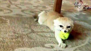 Crazy Fennec Fox SQUEEEEAAALLL!!