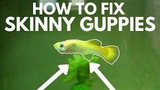 How to Fix Skinny Guppies in an Aquarium