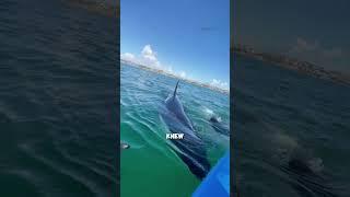 Encounter with a group of Orcas!