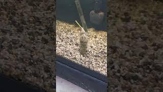 Threw a snail into the fahaka puffer and he made short work of it.