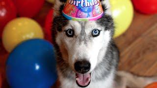 Mishka the Talking Husky's Surprise 13th Birthday Party!