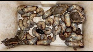 Underground I Found Lot of Giant Worms Wood and Bugs and Huge Beetles with Bullfrogs #insects #bug