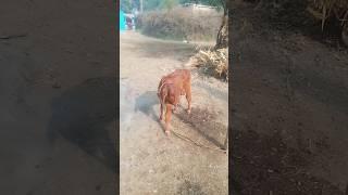 Red Gold Sahiwal CalvesGovt Livestock Farm.Jehangirabad #cow #ytsh..