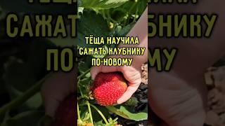 Тёща научила сажать клубнику по-новому