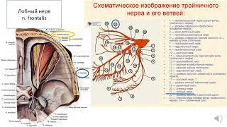 Тройничный нерв: ветви, области иннервации