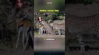 The monkey rescues the fawn from the cheetahs. #monkey #cheetah #animals