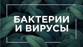 Бактерии и вирусы | ЕГЭ Биология | Даниил Дарвин