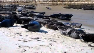 La Jolla Seals