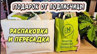 Распаковка подарка от подписчицы: 8 растений, преодолевших 2000 километров