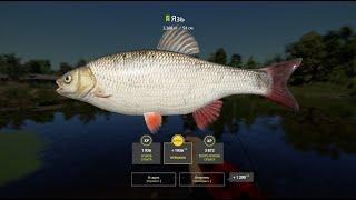 Место для ловли Язя #русскаярыбалка4 #russianfishing4 #рыбалка #трофей #язь #fishing