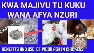 FAIDA  ZA MAJIVU KWA KUKU/ Benefits and use of wood ash to poultry farm