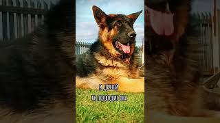 Топ пять самых залайканых видео Люка в tiktok #dog #foryou #собака #друзья #rek #gsd #топ #дружба