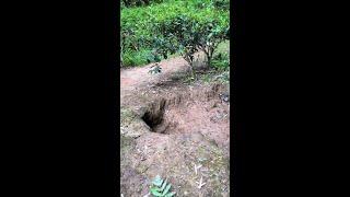 Pastoral dogs are wild and easy to raise pastoral dogs Rural local dogs Chinese pastoral dogs