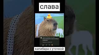 Какой ты капибара по имени ? 8 часть #capybara #memes #рек #shorts