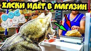 DOGVLOG: ХАСКИ ИДЕТ В МАГАЗИН. Говорящая собака