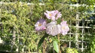 Crossing of Chinese Old Bush Rose and American Musk roseNoisette Rose#Rosa Champney’s Pink Cluster #