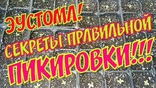 ЭУСТОМА! ПИКИРОВКА | СЕКРЕТЫ ПРАВИЛЬНОГО ВЫРАЩИВАНИЯ!