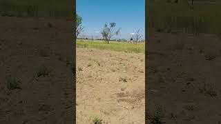 A desert area love and care.. village life is free from sexual harassment and bad people.. just love