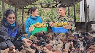 Go to the garden to pick oranges to sell. Wife takes care of chickens and ducks.NGUYEN THI MUOI