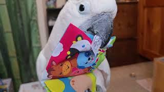 Playing Catch With A Cockatoo