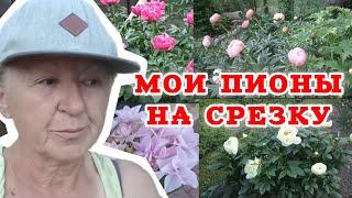 Собираюсь на рынок продавать цветы. Посмотрите на мои пионы, расцвели почти все.