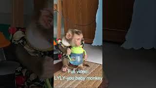 LyLy baby monkey is so cute and smart#shorts #monkey #monkey Lyly #smart monkey #cute #babymonkey#