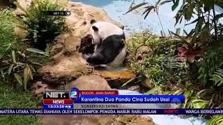 Aksi Menggemaskan Cai Tao dan Hu Chun di Taman Safari, Cisarua - NET12