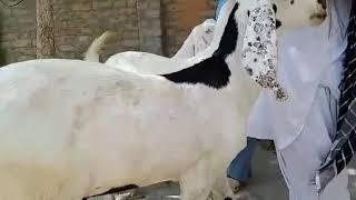 Rajan pure male Eid 2020 |100 plus kg | by NGF WITH NOMI KHAN