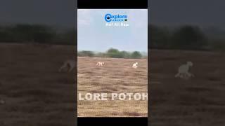 Super Speed Hunting Dogs vs Brown Hare Hare Racing Compilation #hunters