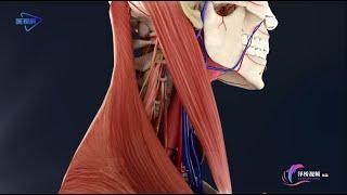 3D【Peripheral nervous system】: Cranial nerve-accessory nerve /【周围神经系统】：脑神经--副神经