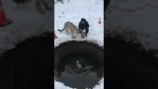 Mother Snow Leopard Saves Her Cub with the Help of an Old Guy! #animals #rescueanimals #humanity
