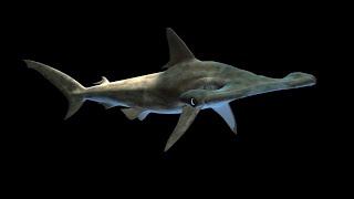 hammerhead shark swimming. Green screen, chroma key, free video