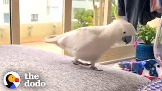 This Wild Cockatoo Does This To His Favorite Person Every Day | The Dodo Wild Hearts