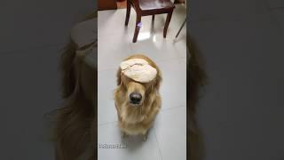 Talented dog  skills#dog#doglover#dogvideos #funnydog#fyp