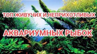 ТОП ЖИВУЧИХ И НЕПРИХОТЛИВЫХ АКВАРИУМНЫХ РЫБОК