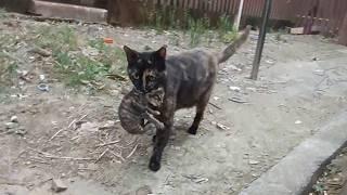 Cat mother, struggling to survive, helplessly gave the kitten to the passerby who had once fed her.