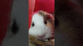 chunky mama in a little house