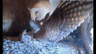 Kestrel attacks Barn Owl. Catalonian Barn Owls. 01 April 2022