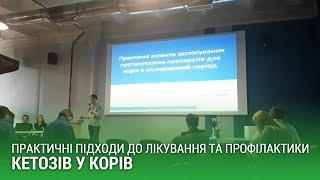 Практичні підходи до лікування та профілактики кетозів у корів