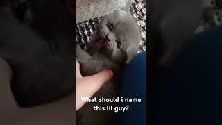 Lilguy.mp4 #cat #kitten