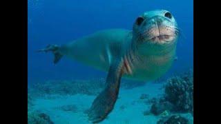 Sardegna: La grotta  del Bue Marino e la grotta di Ispinigoli