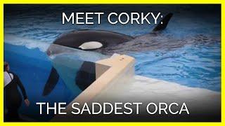 Meet Corky: The Saddest Orca