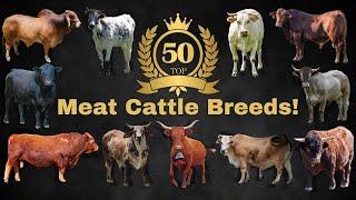 Top 50 Cattle Breeds for Meat Production around the world