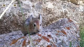 Piphare i Kirgizistan - Turkmen red pika