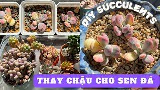 Useful Tips for Healthy Succulents | Mẹo Chăm Sóc SEN ĐÁ Mập Lá Lên Màu Đẹp #succulent #senda #sen