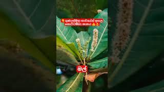 ගුණයෙන් ඉහල කොට්ටම්බා ශාකය #chathuguide #kottamba #almond #කොට්ටම්බා #shortvideo #kottan