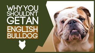 ENGLISH BULLDOG! 5 reasons you SHOULD NOT GET A English Bulldog